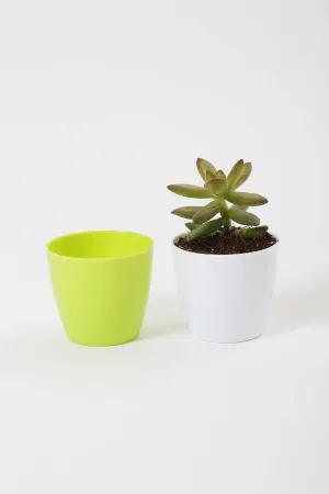 2.5 Inch Green Singapore Pot (67mm)