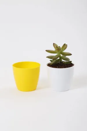 2.5 Inch Yellow Singapore Pot (67mm)