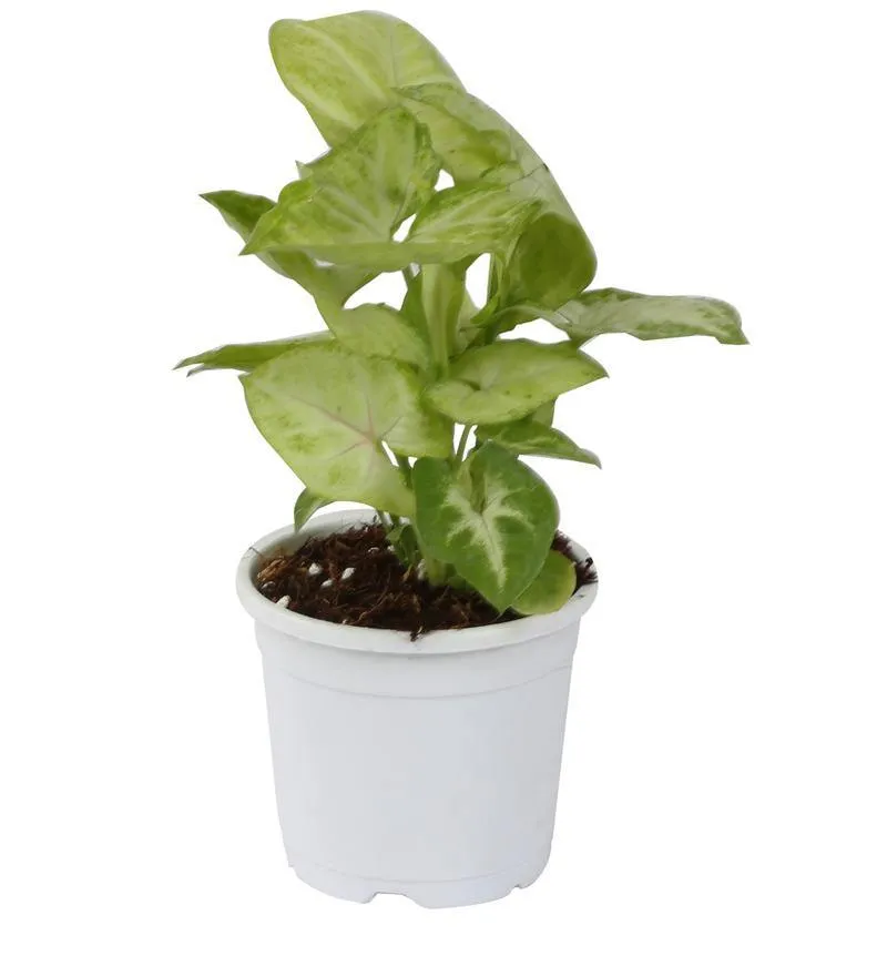 4" Flower Pot White Colour Sunrise Series (10 cm)