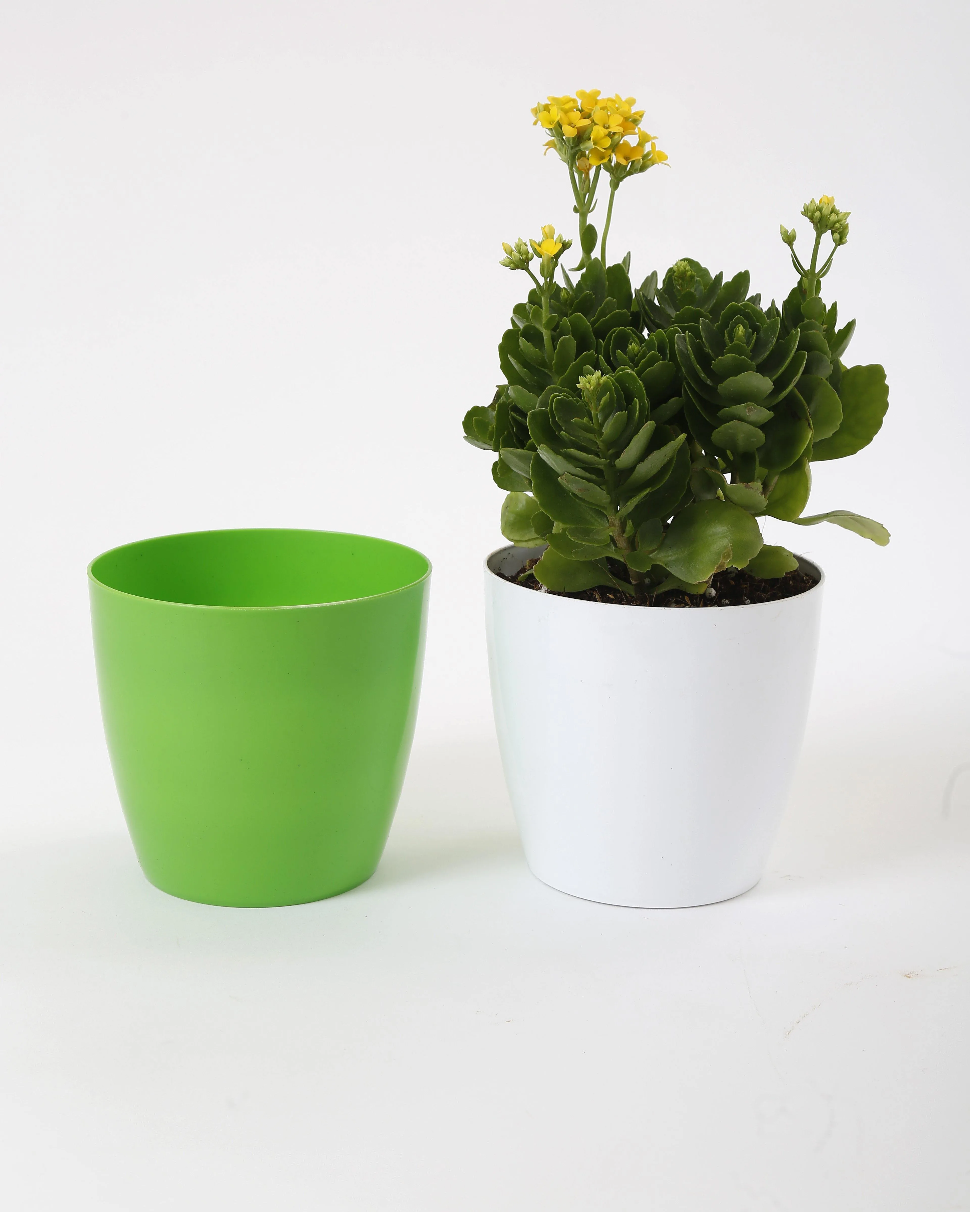 6 Inch Green Singapore Pot (160mm)