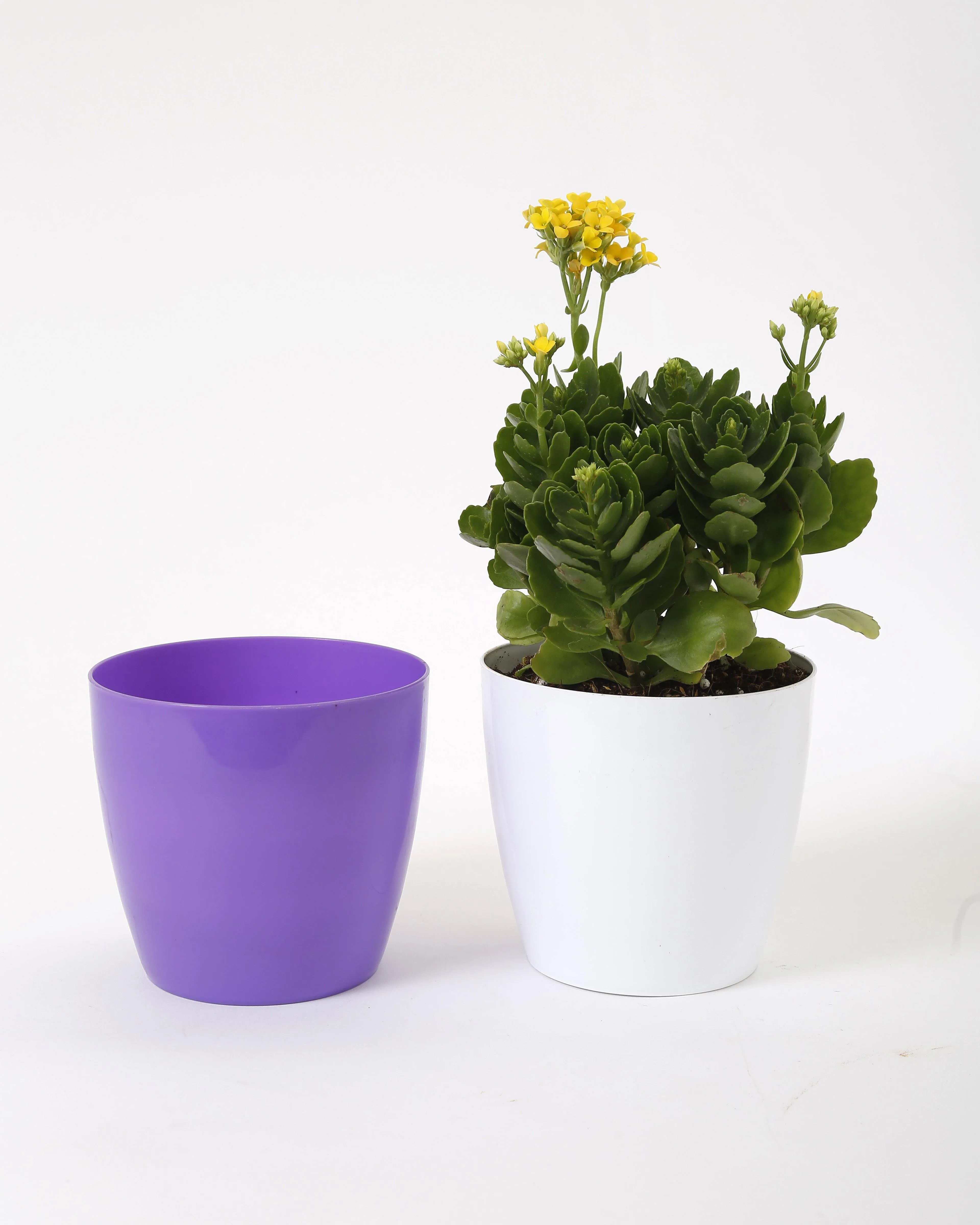 6 Inch Violet Singapore Pot (160mm)