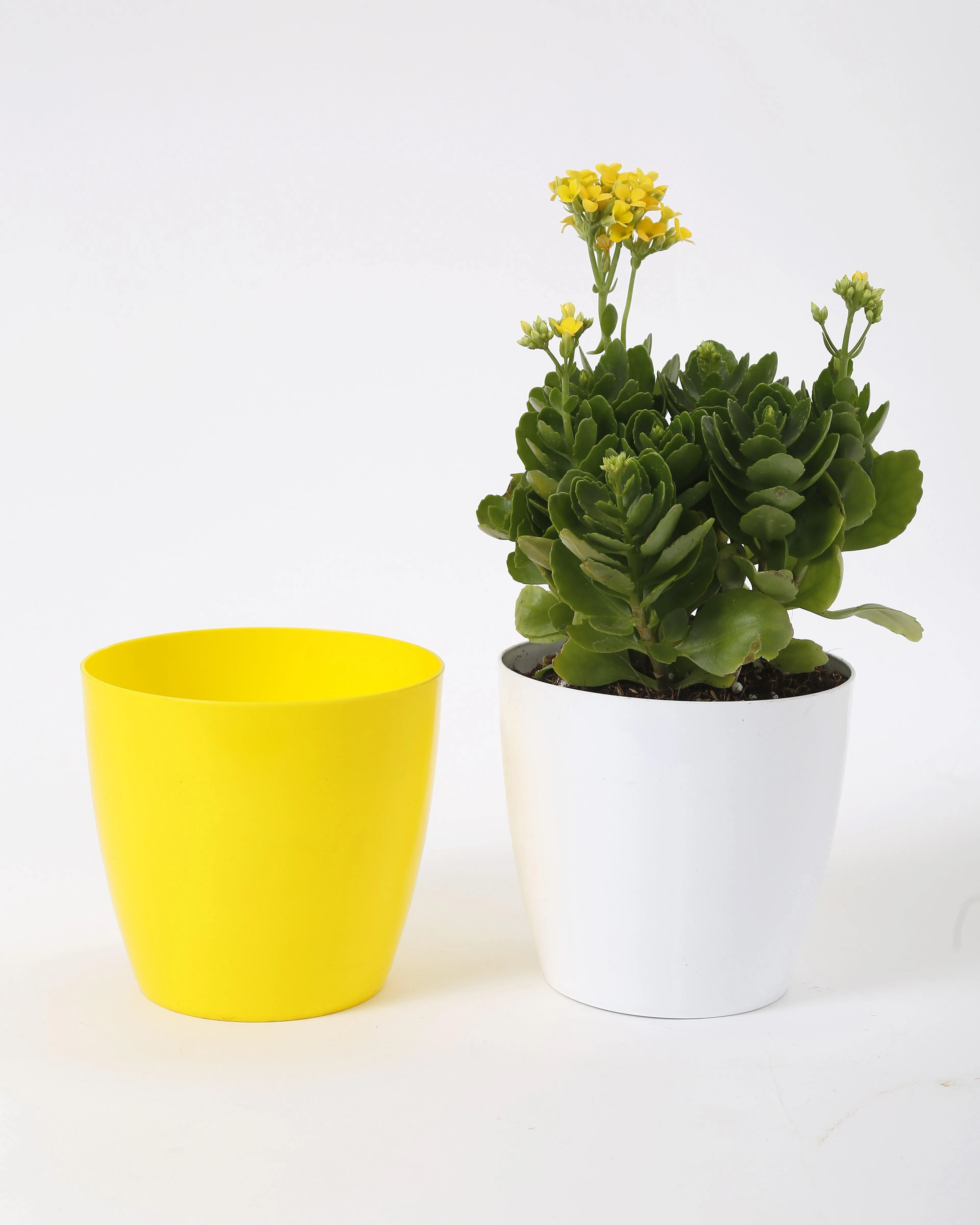 6 Inch Yellow Singapore Pot (160mm)